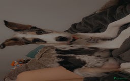 Border Collie dogs for sale: Delta - Image 2