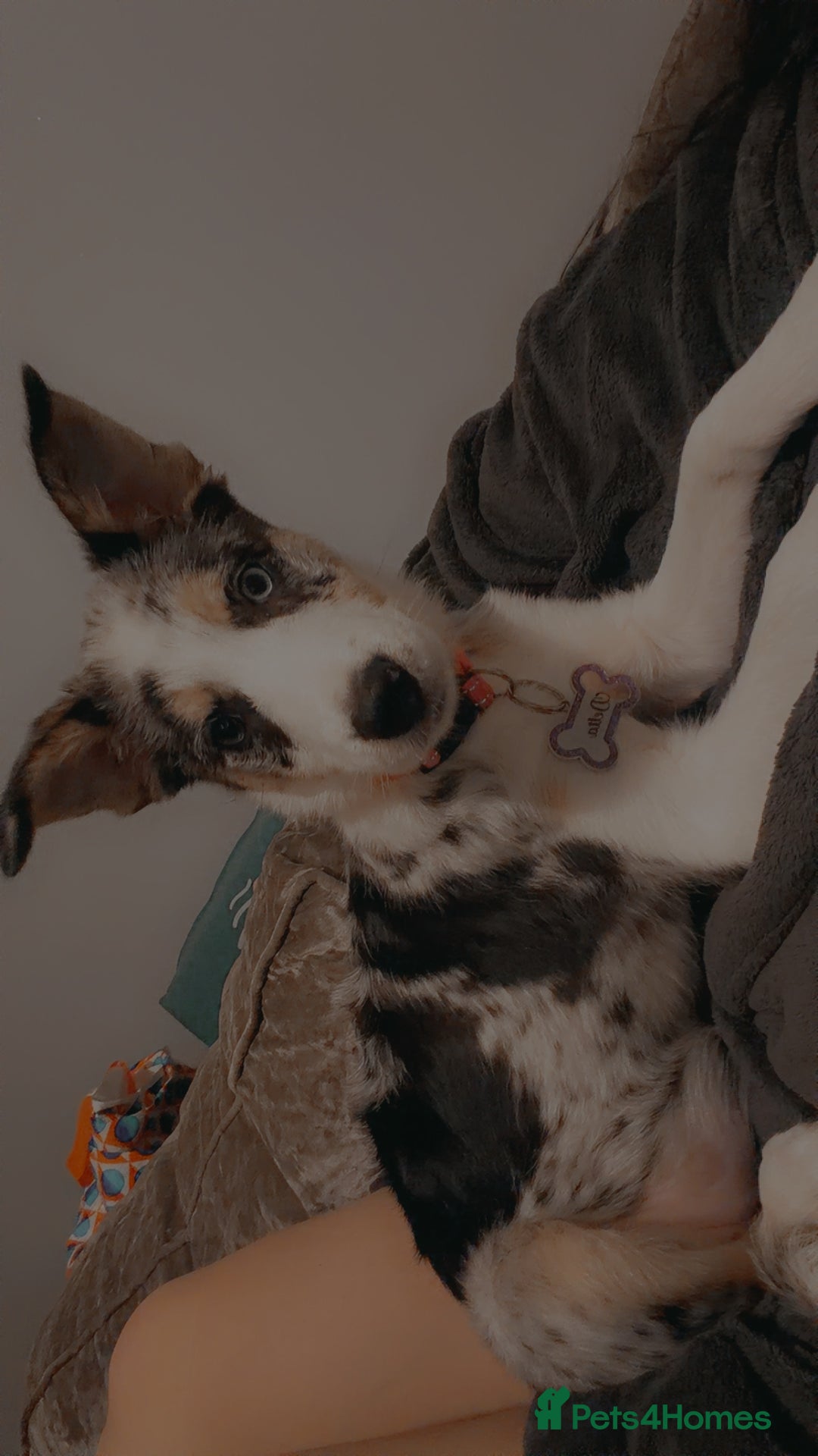 Border Collie dogs for sale: Delta - Image 2