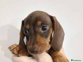 Dachshund dogs Mini Dachshund Puppies - Advert 14