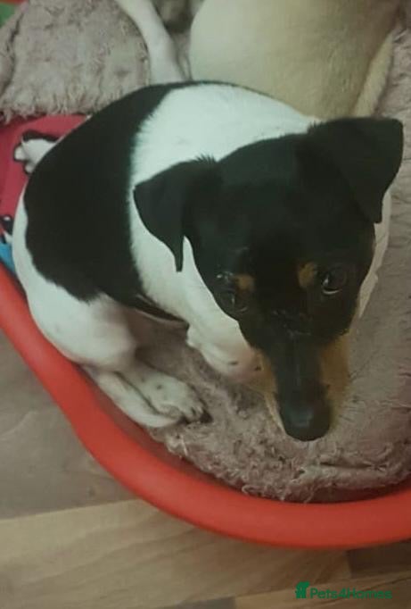 Jack Russell dogs for sale: Jack Russell  - Advert 14