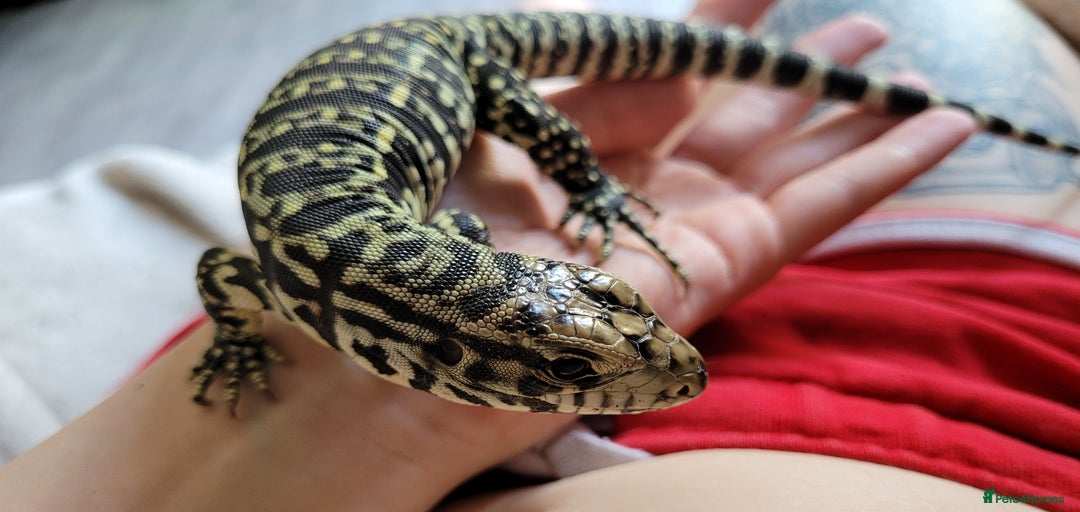 Gallery Image {{count}}