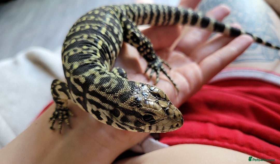 Gallery Image {{count}}