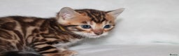 Bengal cats for sale: Gorgeous TICA Bengal Kittens - Ready 15/01/2026 - Advert 9