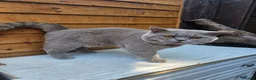 British Shorthair cats for sale: Gccf Lilac Male 10 mths old - Advert 4