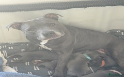Staffordshire Bull Terrier dogs for sale: Cheeky, affectionate Blue Staffy pups M/F - Image 5