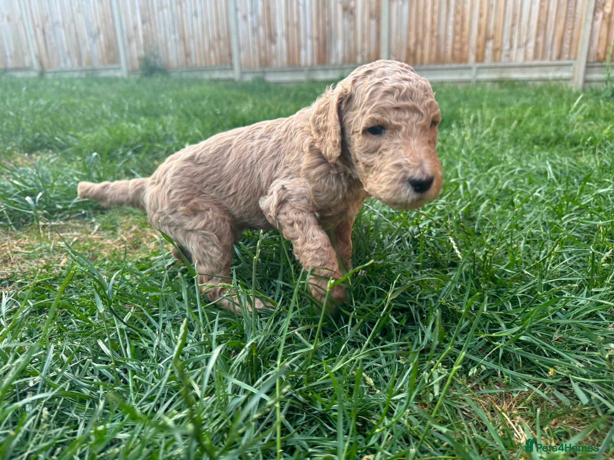 Goldendoodle dogs for sale: Stunning Goldendoodle Puppies in Herne Bay - Advert 22