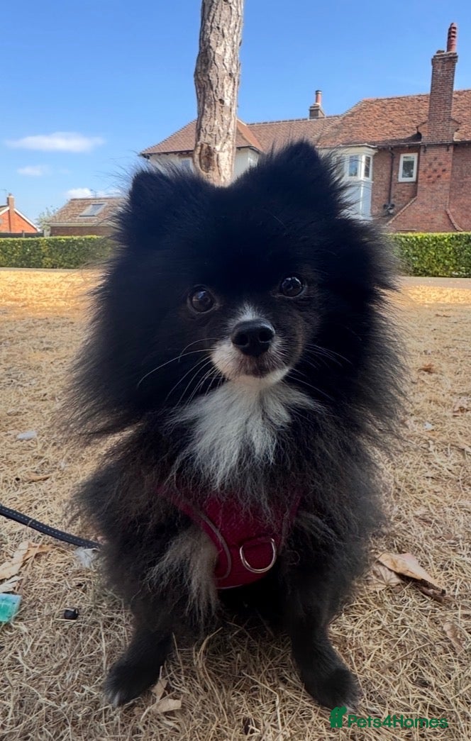 Pomeranian dogs Lola- 2 year old Pomeranian  - Advert 16