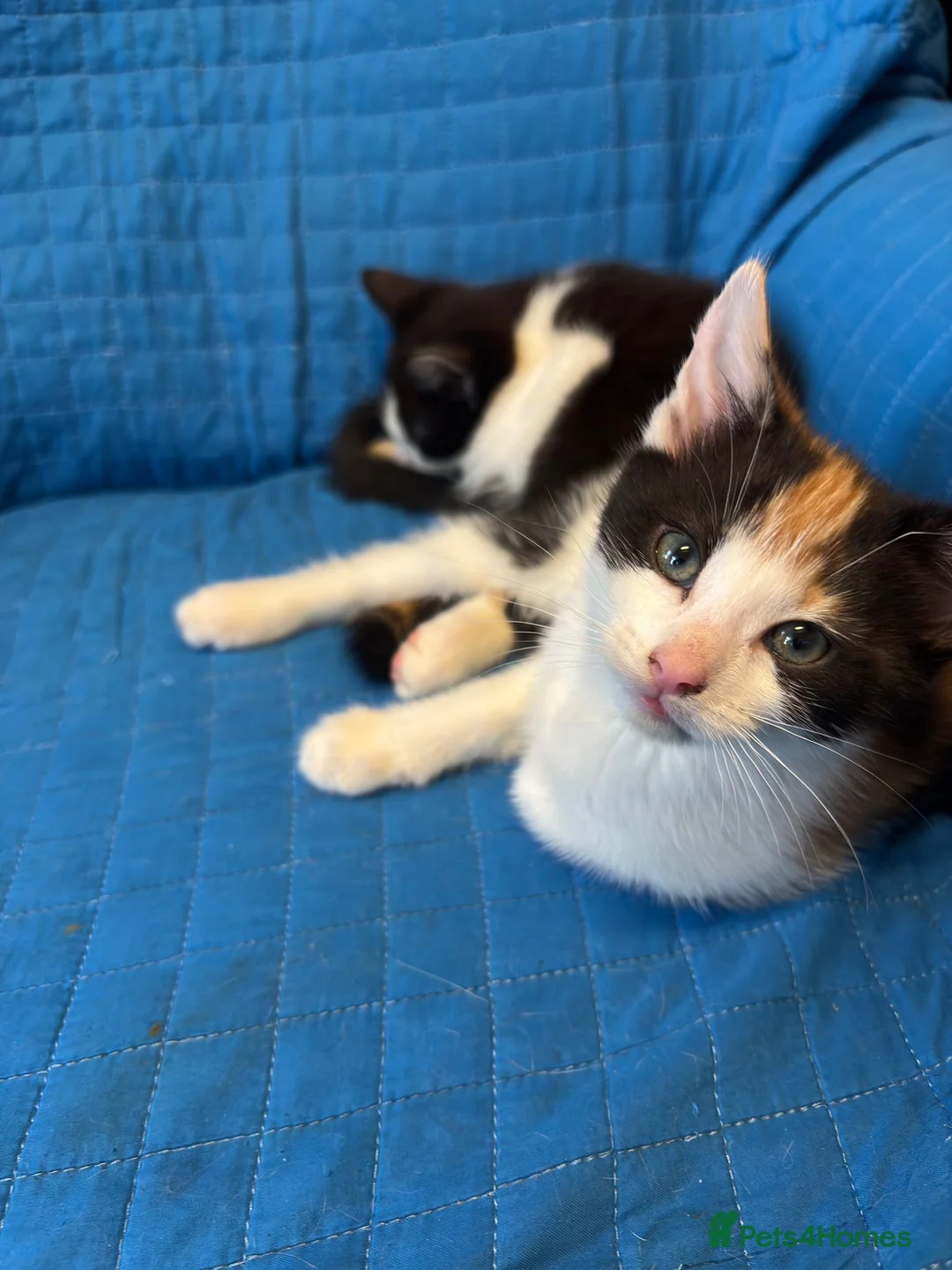 Mixed Breed cats for sale: Selling 2 Gorgeous kittens - Advert 2