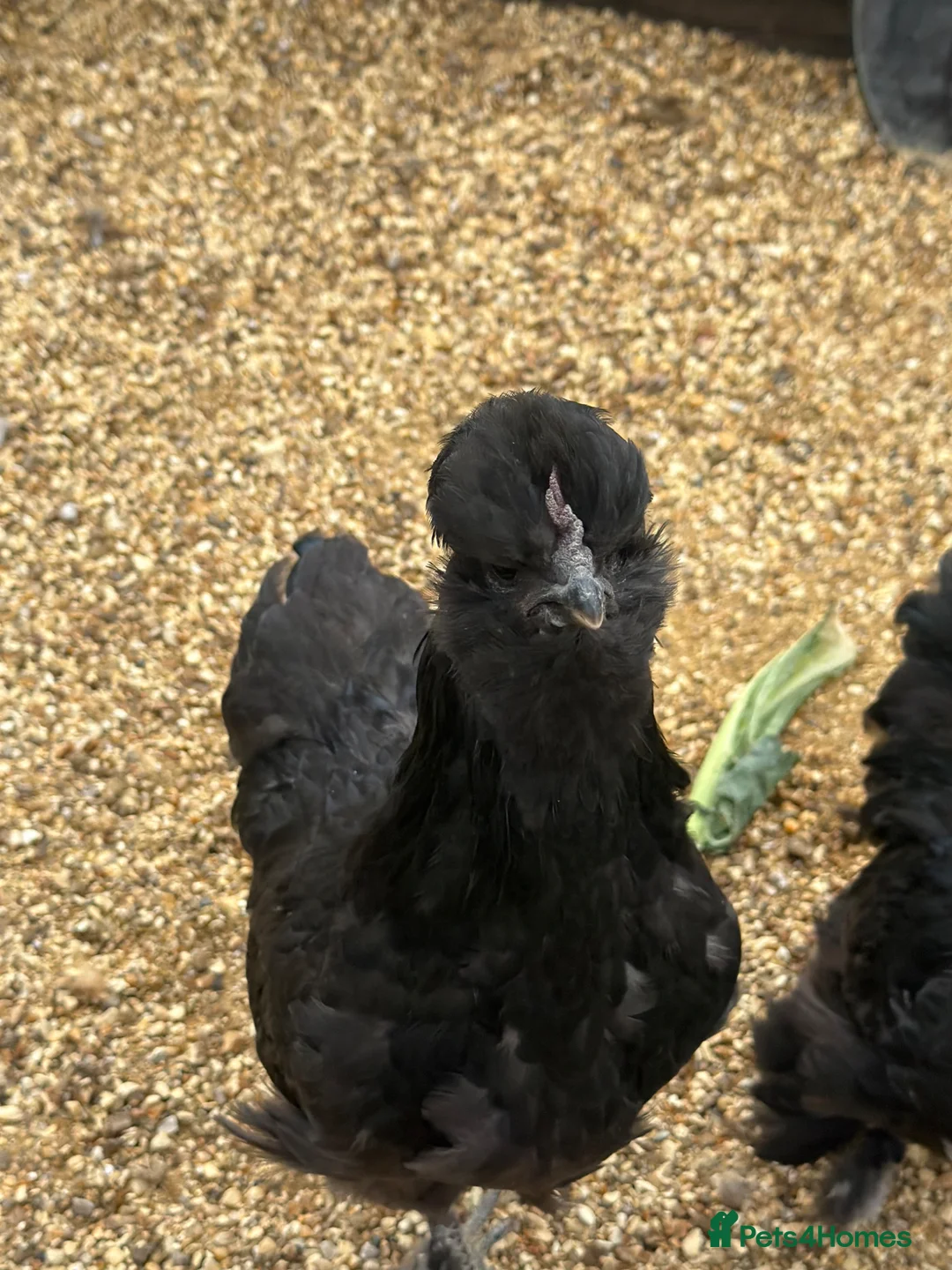 Chickens poultry for sale: Silkie cockerel and a Pekin cockerel  - Advert 1