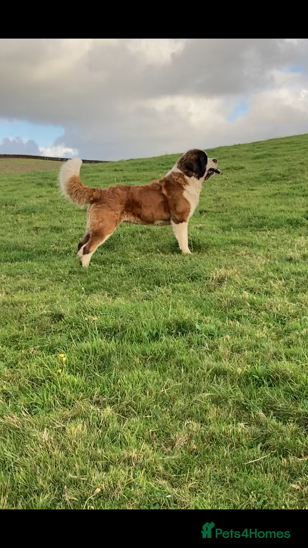 Saint Bernard dogs for sale: Saint pups from HIP & ELBOW tested parents  - Advert 7