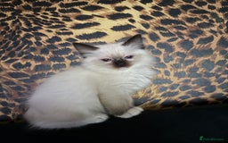 Ragdoll cats for sale: Gorgeous ragdoll kittens 💕 - Image 6