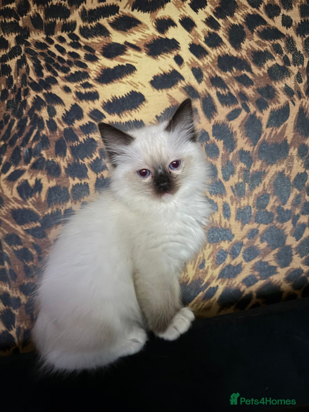 Ragdoll cats for sale: Gorgeous ragdoll kittens 💕 - Image 6