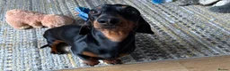 Miniature Dachshund dogs for stud: dafydd - Advert 1