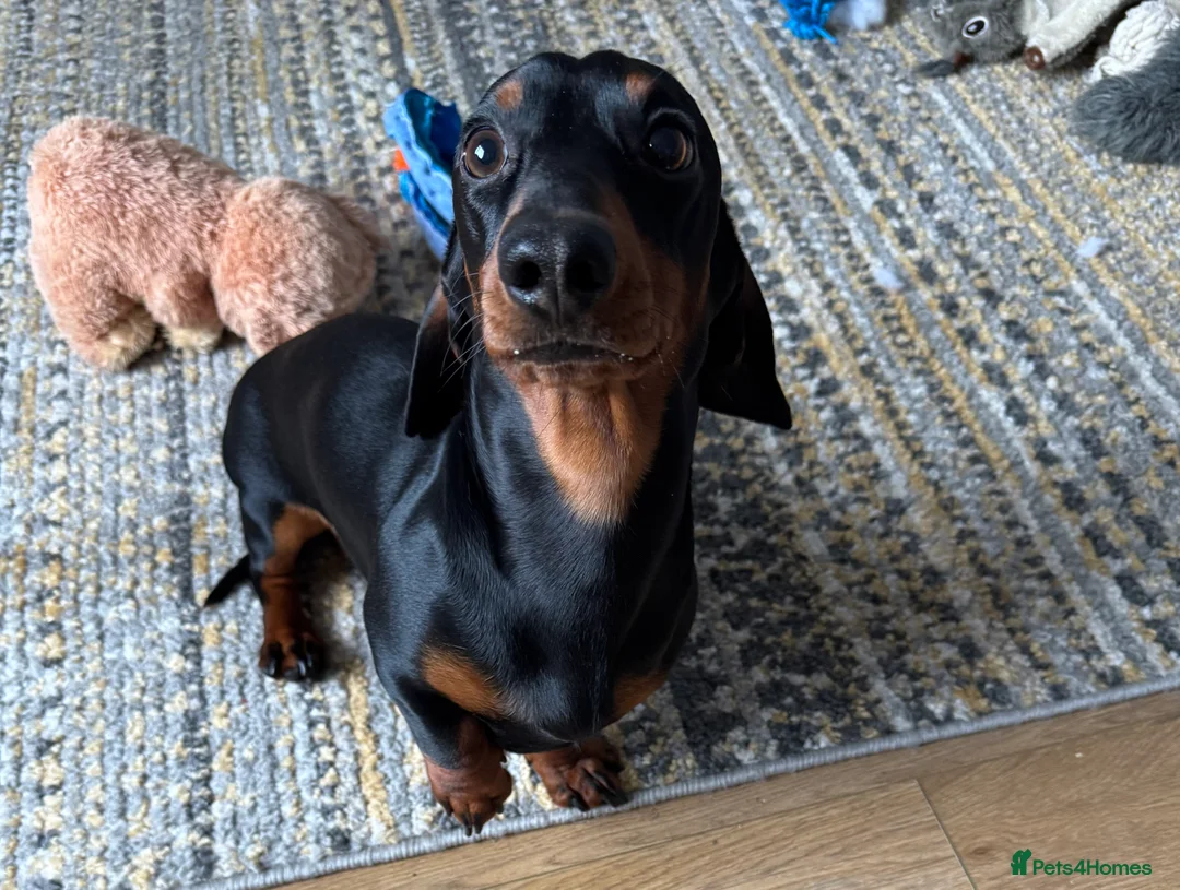 Miniature Dachshund dogs for stud: dafydd - Advert 1