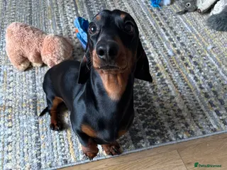 Miniature Dachshund dogs dafydd - Advert 1