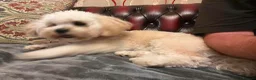Lhasa Apso dogs for adoption: Emmy needs a loving home  - Advert 2