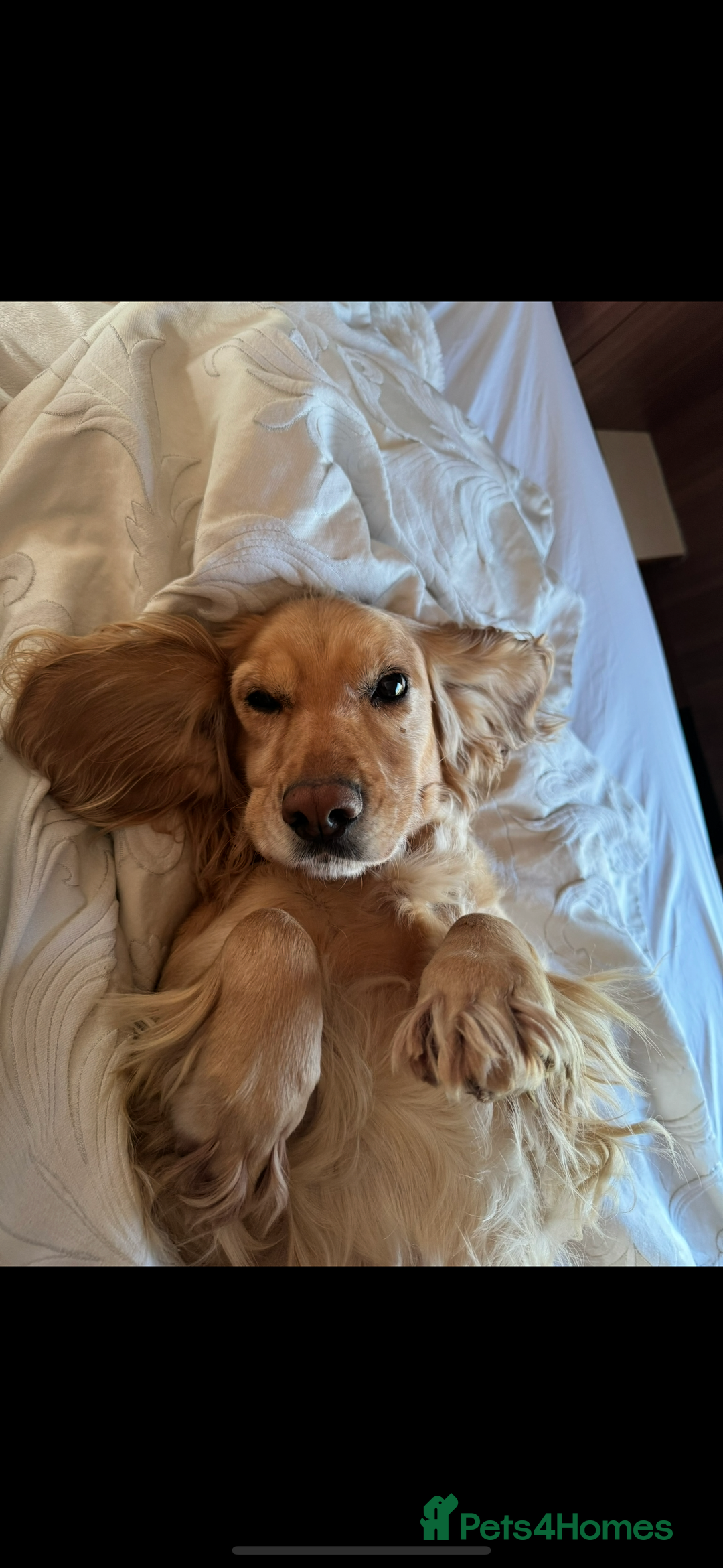 Cocker Spaniel dogs for sale: DNA Health Tested Merle Cocker Spaniel Puppies - Image 11