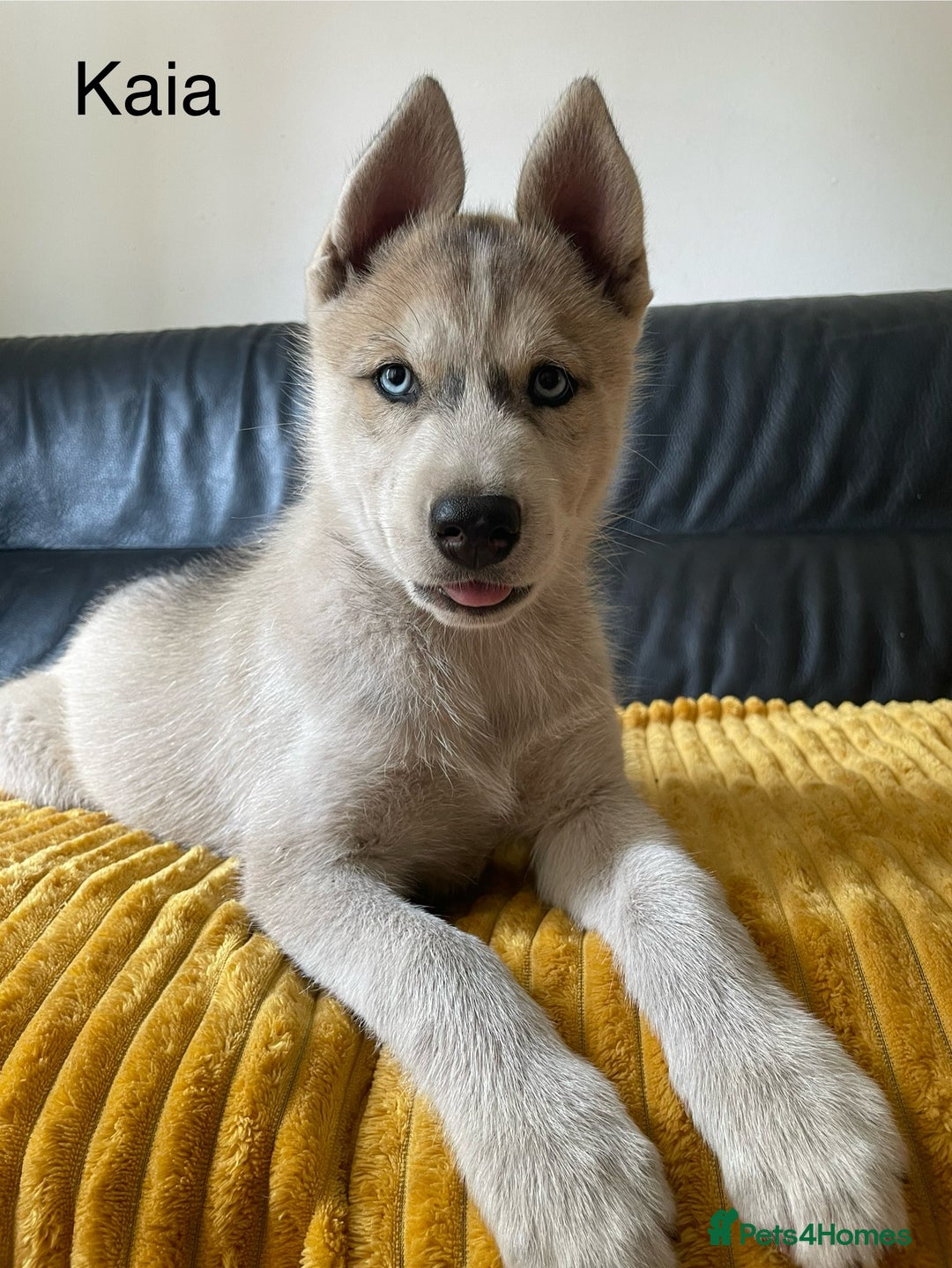 Siberian Husky dogs for sale: Siberian Husky puppies ❤️ - Image 11