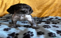 Cocker Spaniel dogs for sale: Show type blue roan cocker spaniel puppies  - Image 3