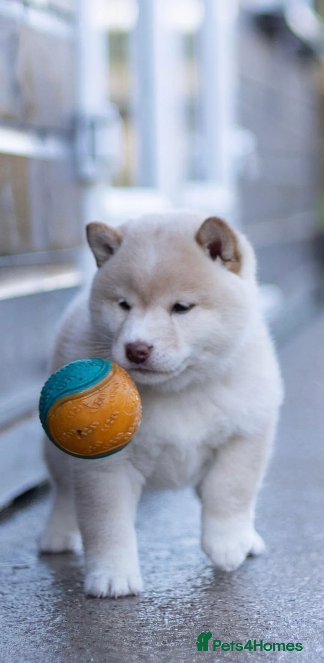 Japanese Shiba Inu dogs for sale: ❤️ Fall in Love with a Shiba Girl — Reduced Price - Advert 3