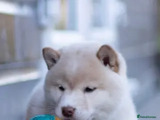 Japanese Shiba Inu dogs Red sesame Top European & Japanese Bloodlines KC - Advert 6