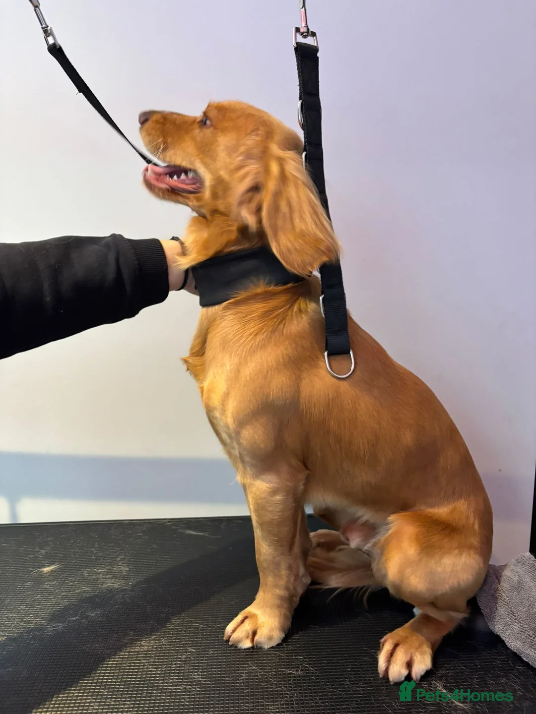 Cocker Spaniel dogs for stud: Fine specimen  - Advert 2