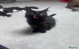 Maine Coon cats for sale:  1 GIRL KITTEN LEFT Ready now maine coon kittens - Image 3