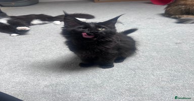Maine Coon cats - Advert 1