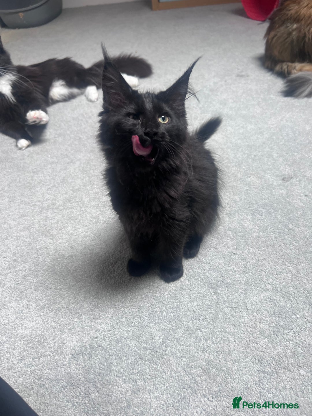 Maine Coon cats for sale:  1 GIRL KITTEN LEFT Ready now maine coon kittens - Image 3