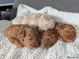 Maltipoo dogs Home-raised F1b Maltipoo Puppies – Red & Champagne - Advert 15