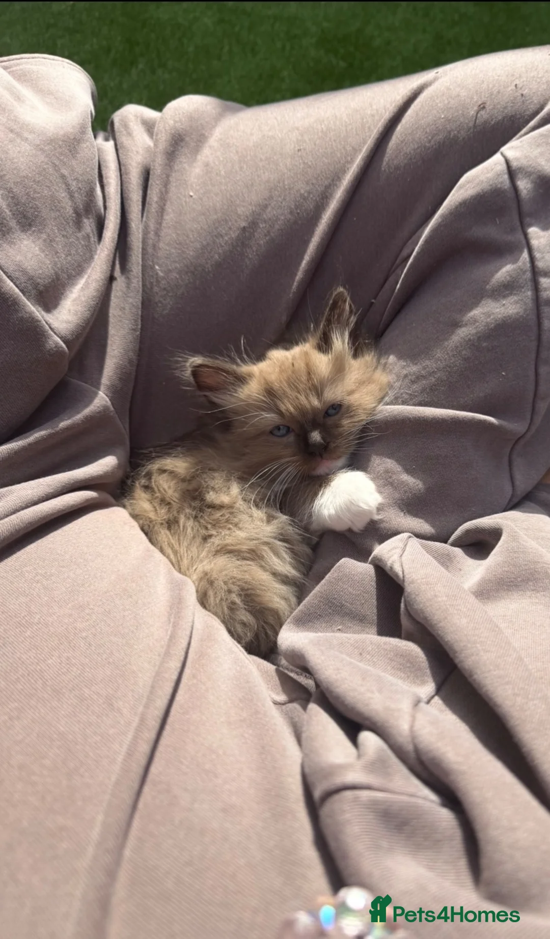 Ragdoll cats for sale: Ragdoll girl - Champ bloodlines   - Advert 2