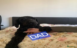 Mixed Breed dogs for sale: Mixer breed puppys  - Image 17