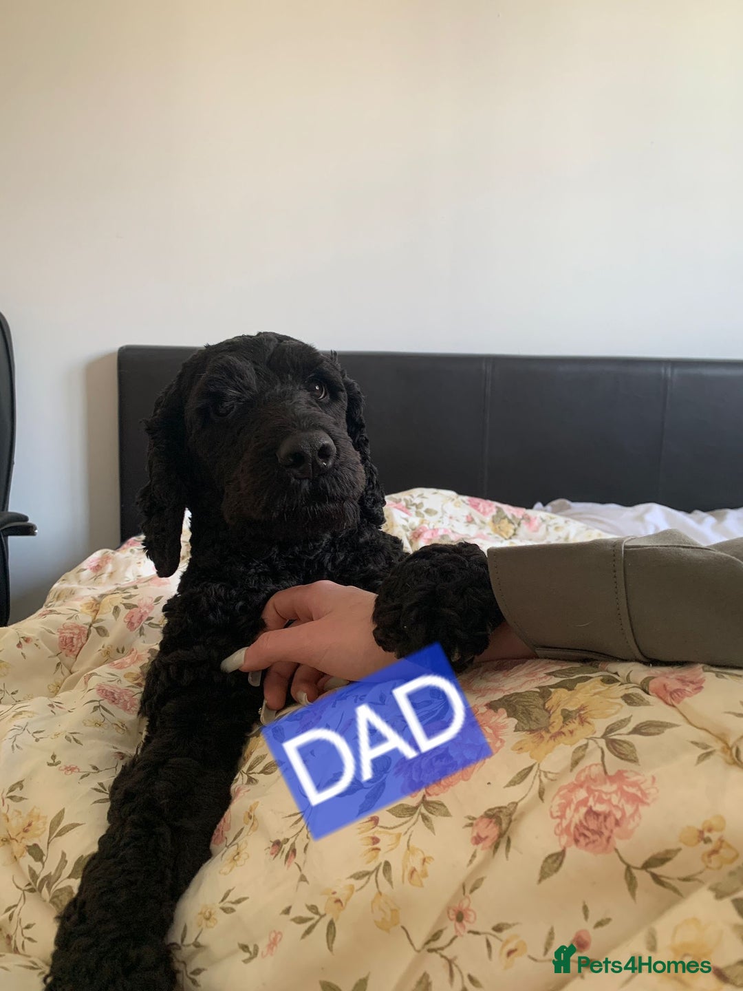 Mixed Breed dogs for sale: Mixer breed puppys  - Image 17