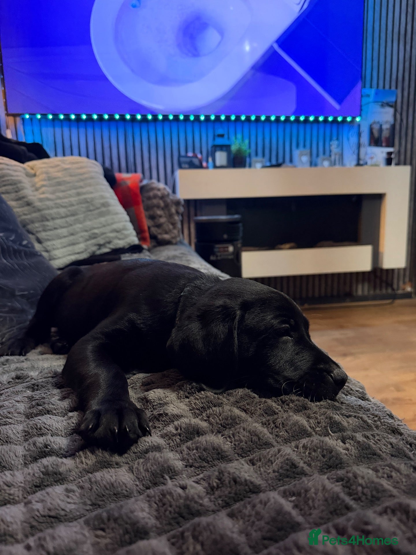 Labrador Retriever dogs 1 Labrador puppy available. READY TO GO ❤️ - Advert 5