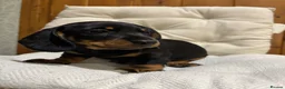 Miniature Dachshund dogs for sale: Miniature Dachshund Boy PRA Clear ready to go in Ammanford - Advert 4