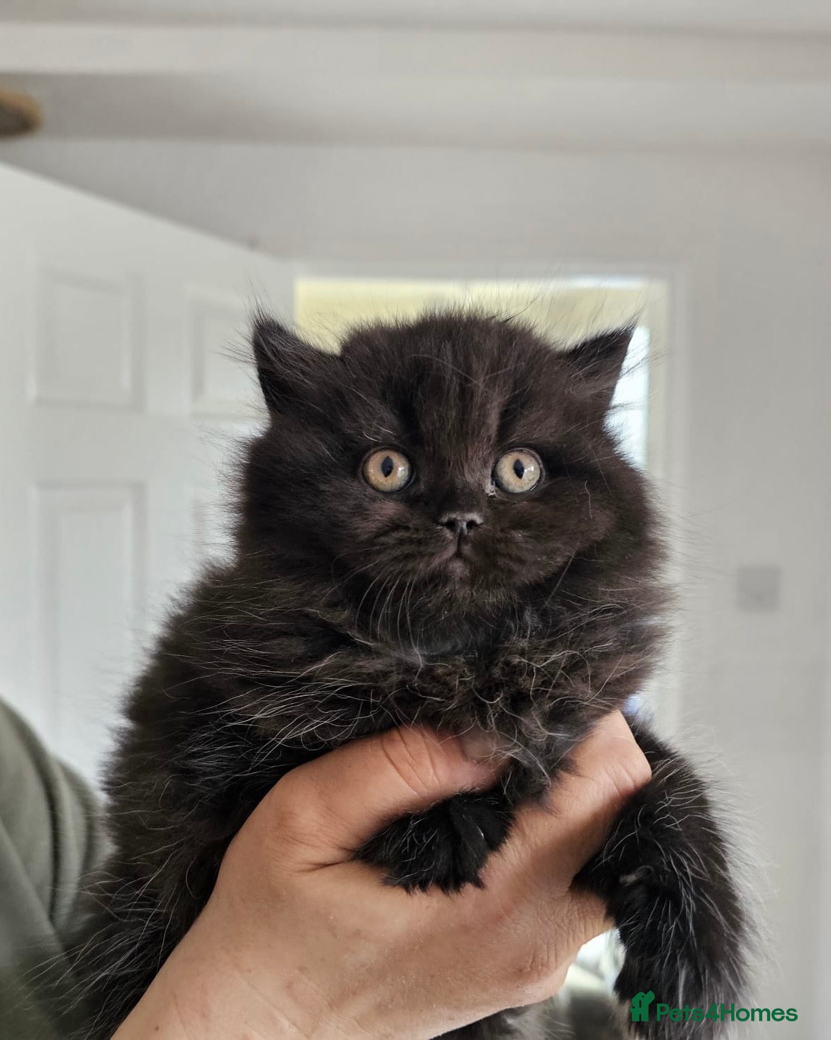 British Shorthair cats Pure breed amazing kitten from champion bloodline  - Advert 1