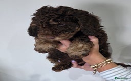Cockapoo dogs for sale: Phantom & Merle Cockapoo puppies - Image 3