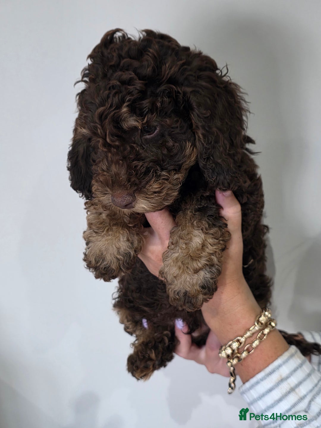 Cockapoo dogs for sale: Phantom & Merle Cockapoo puppies - Image 3