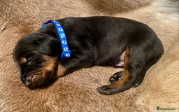 Dobermann dogs for sale: KC REGISTERED HEALTH TESTED DOBERMAN PUPS - Image 14