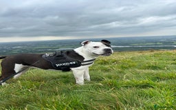 Mixed Breed dogs for sale: American bulldog  - Advert 4