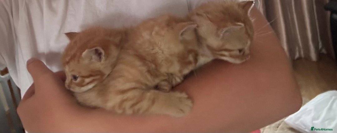 Mixed Breed cats for sale: Stunning kittens  - Image 3