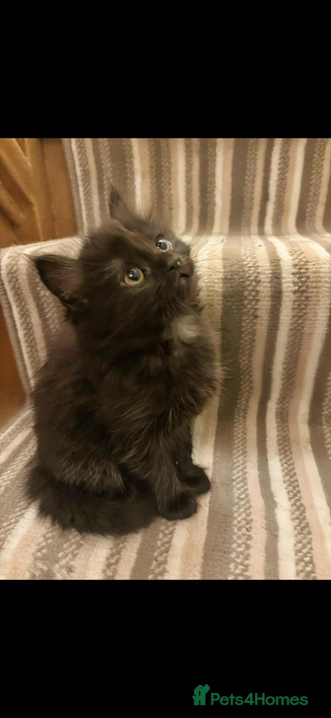 Norwegian Forest Cat cats for sale: Adorable Norwegian forest kittens ready to leave  - Advert 1