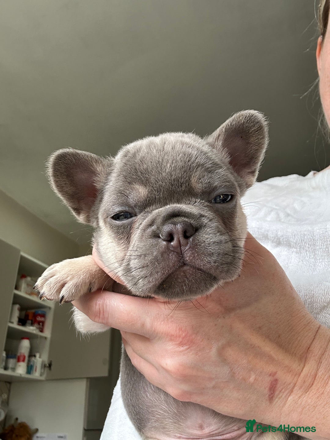 French Bulldog dogs for sale: French bulldog (fluffy) - Image 5