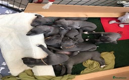 Whippet dogs for stud: Striking blue whippet stud in Banbury - Image 11