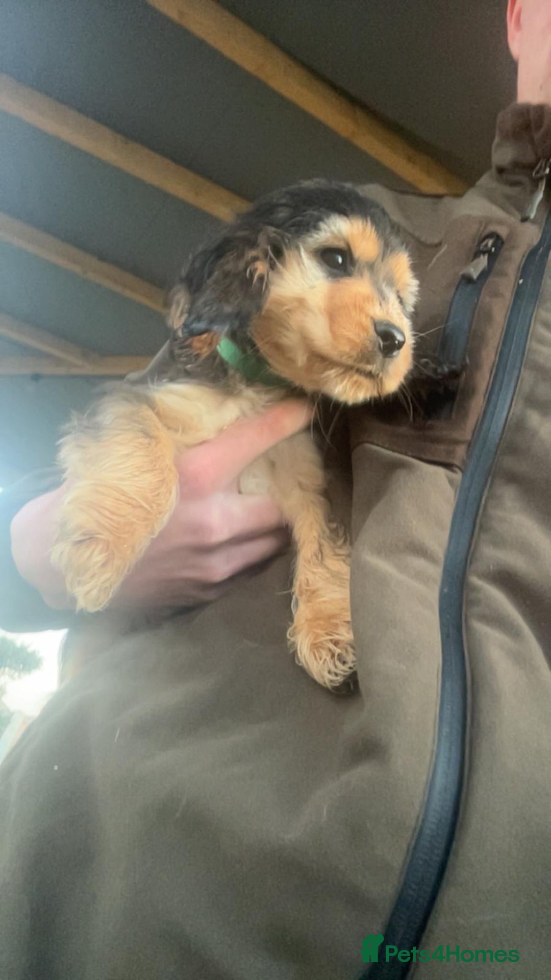 Cocker Spaniel dogs for sale: Show type cocker spaniel puppy’s.  - Advert 10