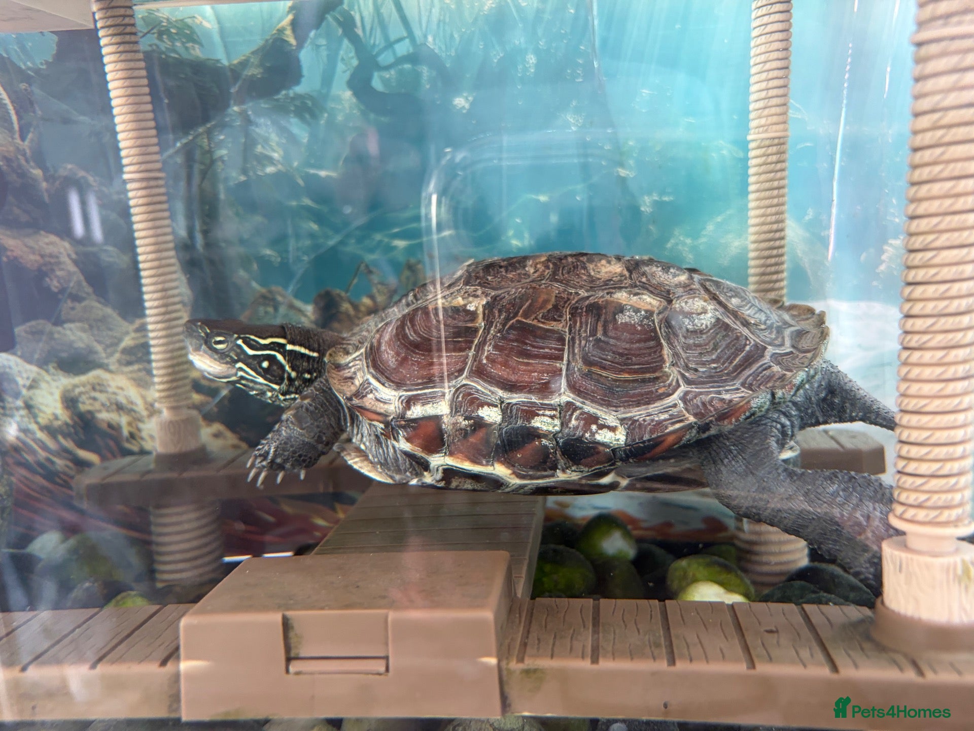 Turtle reptiles Myrtle the turtle  - Advert 5