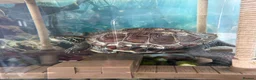 Turtle reptiles for sale: Myrtle the turtle  in Colchester - Advert 1