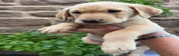 Labrador Retriever dogs for sale: Adorable Kc reg Labrador puppies ready to leave  - Advert 19