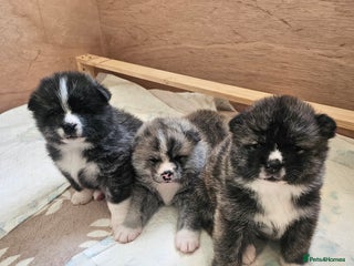 Japanese Akita Inu dogs Pure Breed Jepanese akita INU - Advert 4