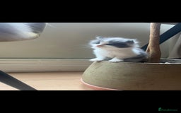 Ragdoll cats for sale: Ragdoll British shorthair kittens - Image 2